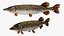 Pike Fish Swimming Pose