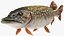 Pike Fish Swimming Pose