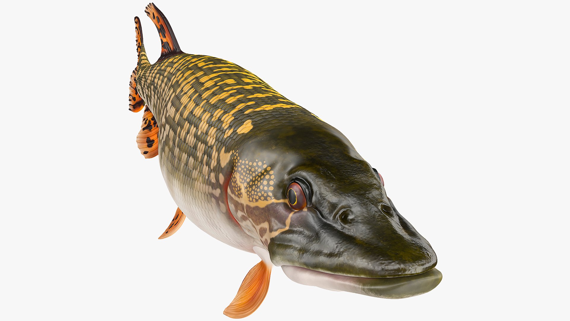 Pike Fish Swimming Pose 3D model preview