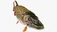 Pike Fish Swimming Pose