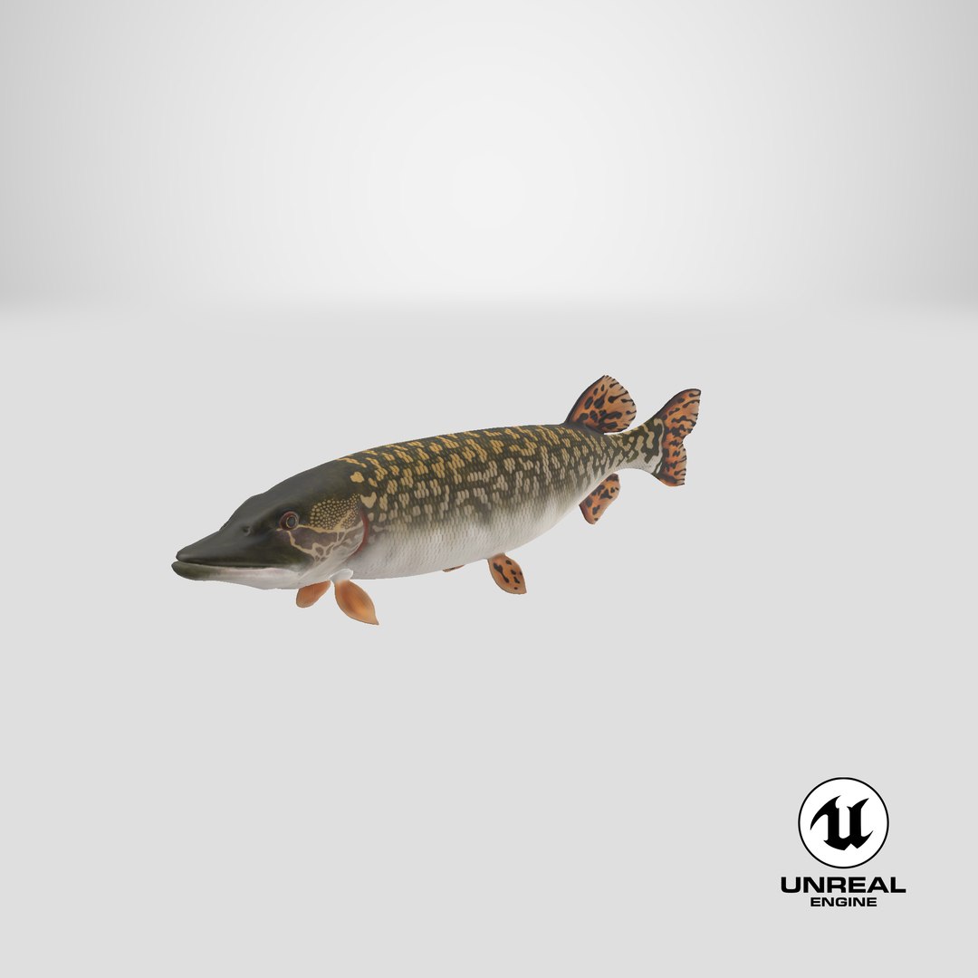 pike fish swimming pose 3D model https://p.turbosquid.com/ts-thumb/hU/OlViwn/gL/stemcell_unreal_render/png/1681410117/1920x1080/fit_q87/56c6f0ec7e638c1a3542ea1c50bb47e46b929d7a/stemcell_unreal_render.jpg