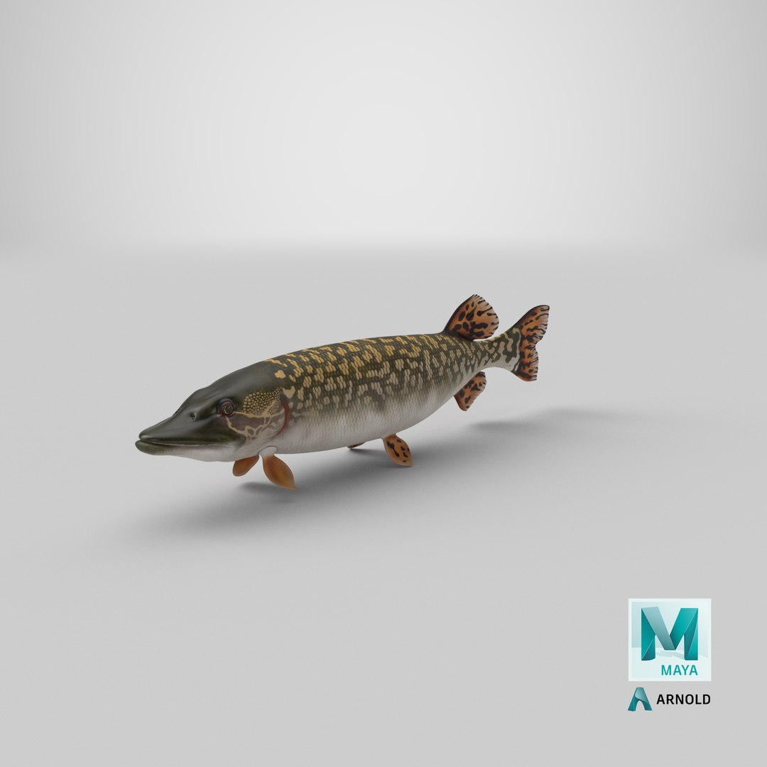 pike fish swimming pose 3D model https://p.turbosquid.com/ts-thumb/hU/OlViwn/j5/stemcell_maya_arnold_render/png/1681410110/1920x1080/fit_q87/30970341b703368aec3c514de0be3d1939e9bfeb/stemcell_maya_arnold_render.jpg