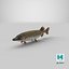 Pike Fish Swimming Pose
