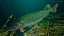 Pike Fish Swimming Pose