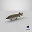 Pike Fish Swimming Pose
