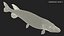 Pike Fish Swimming Pose