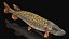 Pike Fish Swimming Pose