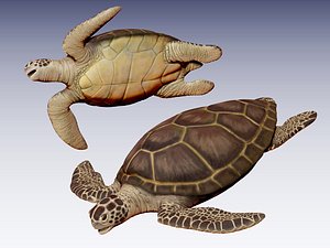 sea turtle 3d obj