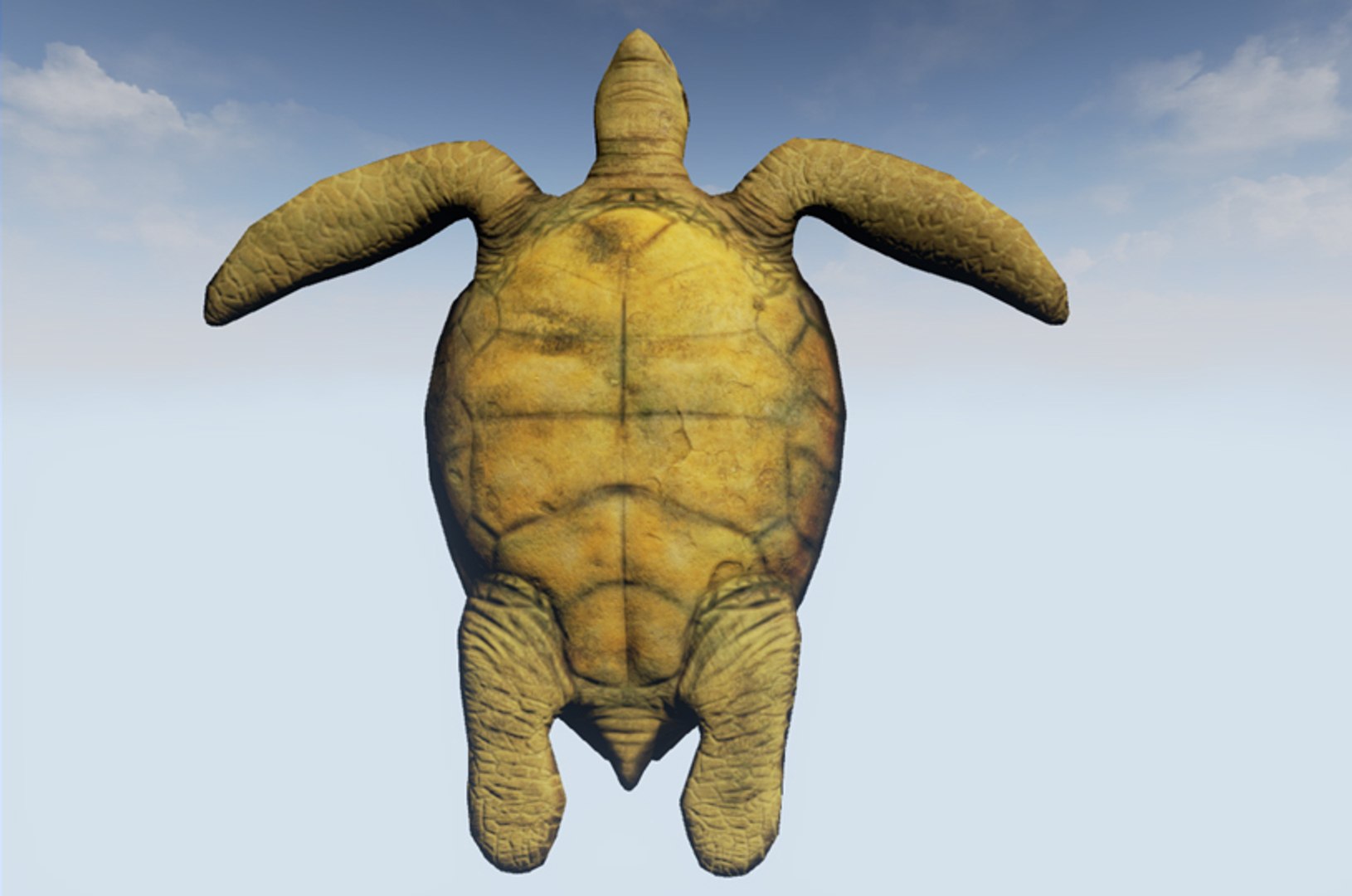 Sea Turtle 3d Obj