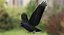 Corvus Cryptoleucus "Chihuahuan Raven"