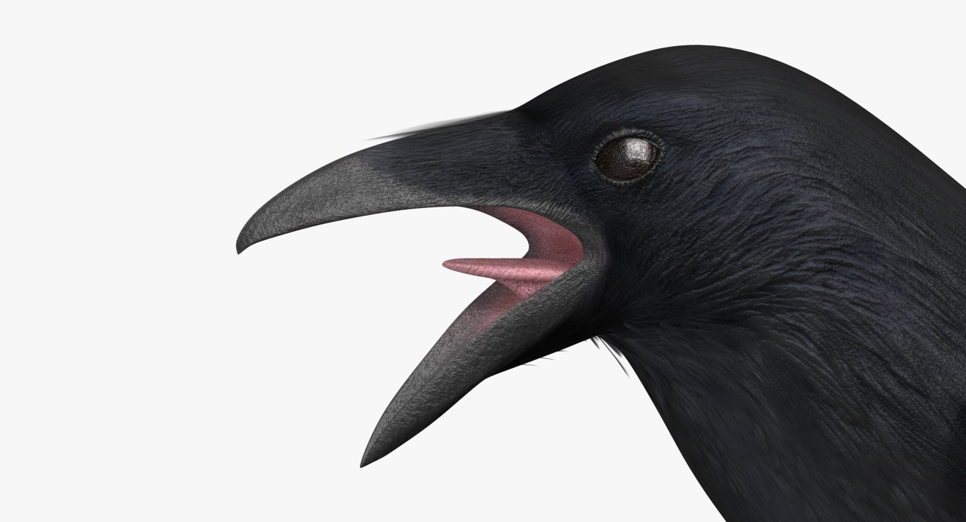obj corvus cryptoleucus chihuahuan raven https://p.turbosquid.com/ts-thumb/hU/ahMzjK/EKCrwyBM/f03/jpg/1433767037/1920x1080/fit_q87/ccd36102fb1bedea85b158b1658b17ac4408d0b6/f03.jpg
