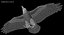 Corvus Cryptoleucus "Chihuahuan Raven"