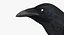 Corvus Cryptoleucus "Chihuahuan Raven"