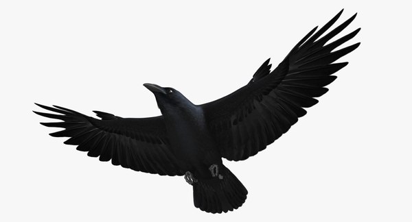 obj corvus cryptoleucus chihuahuan raven