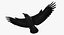 Corvus Cryptoleucus "Chihuahuan Raven"