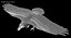 Corvus Cryptoleucus "Chihuahuan Raven"
