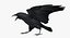 Corvus Cryptoleucus "Chihuahuan Raven"