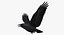 Corvus Cryptoleucus "Chihuahuan Raven"