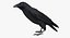 Corvus Cryptoleucus "Chihuahuan Raven"