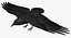 Corvus Cryptoleucus "Chihuahuan Raven"