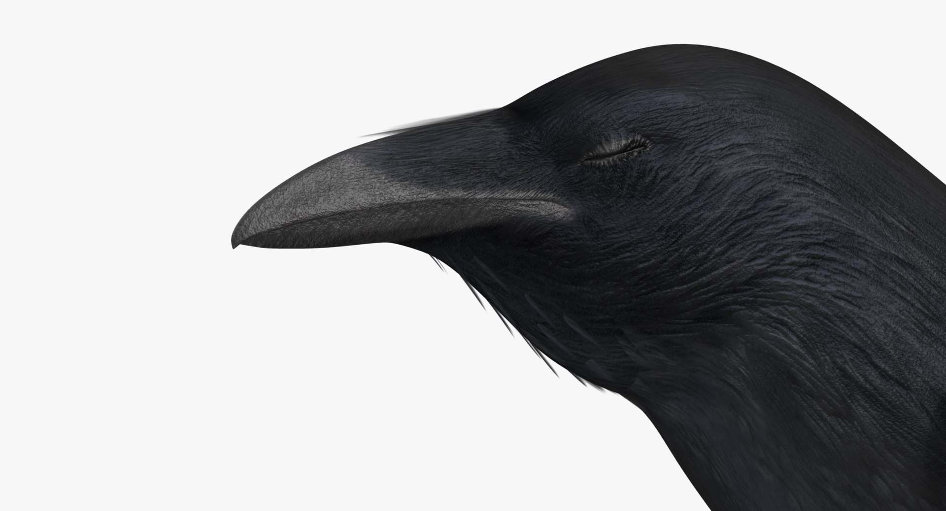 obj corvus cryptoleucus chihuahuan raven https://p.turbosquid.com/ts-thumb/hU/ahMzjK/nlyKr1i3/f02/jpg/1433766886/1920x1080/fit_q87/08d6f9aff911090d706837290ed8cfc991f7251f/f02.jpg