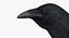 Corvus Cryptoleucus "Chihuahuan Raven"