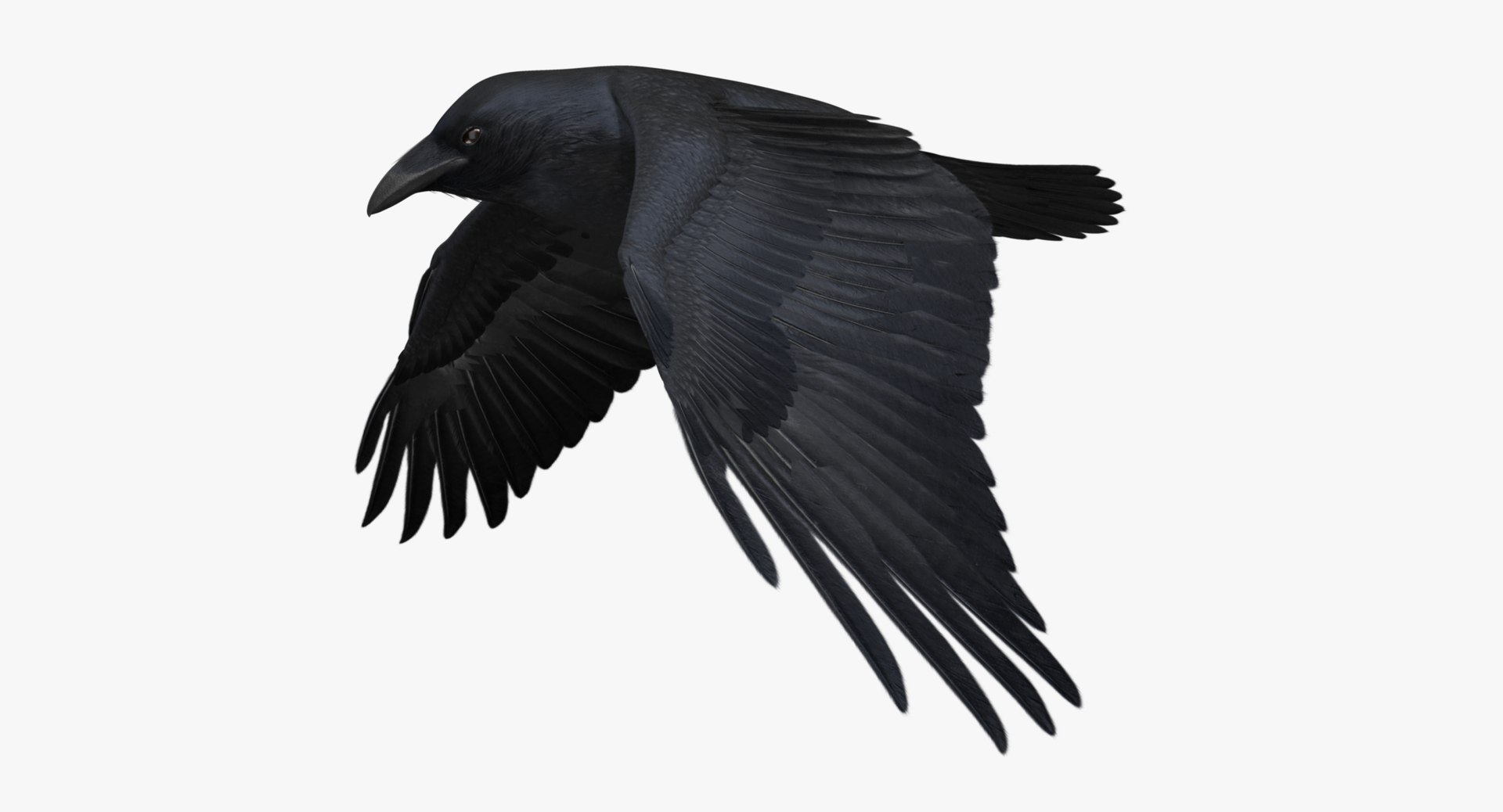 Obj Corvus Cryptoleucus Chihuahuan Raven