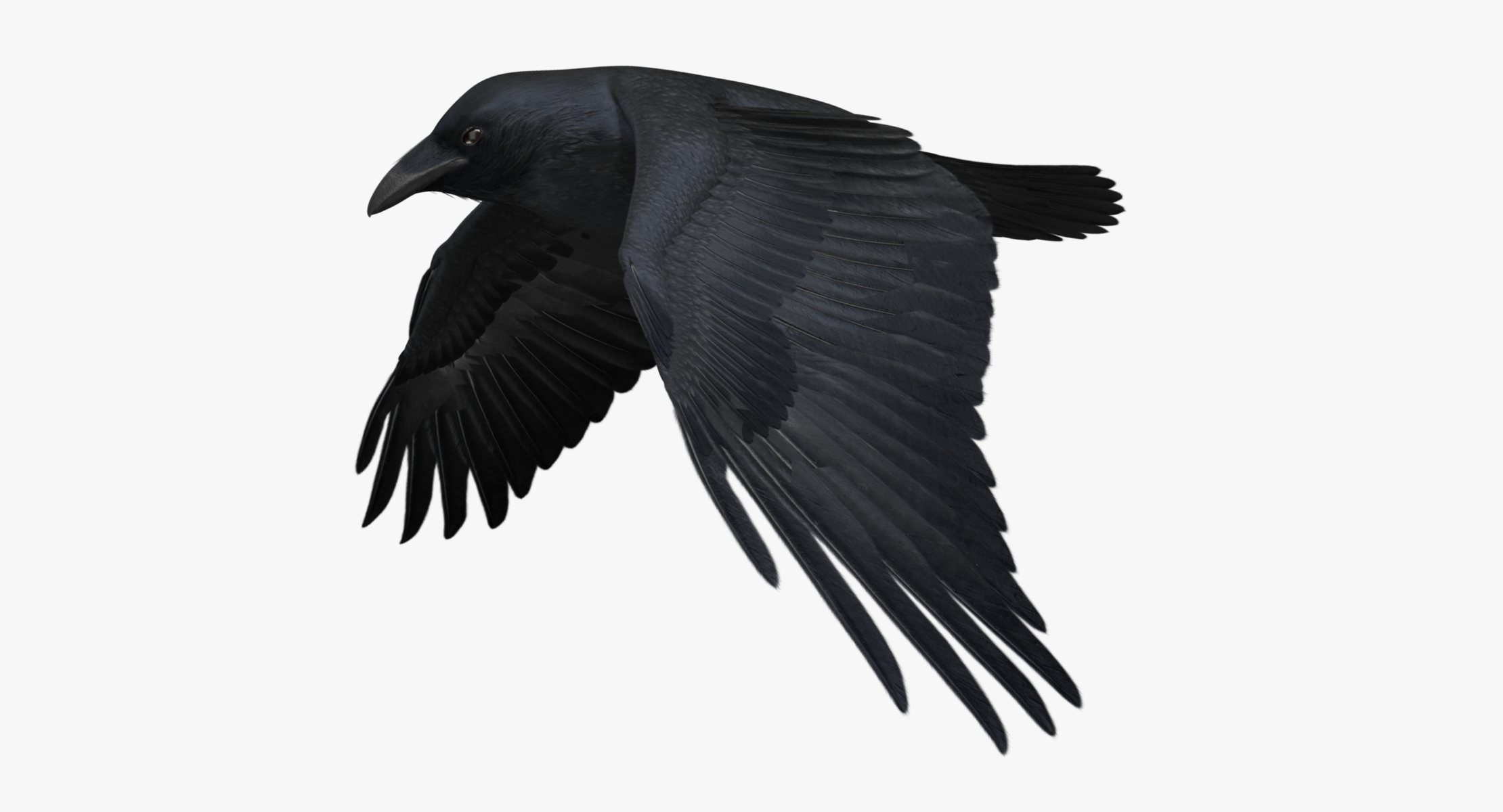 obj corvus cryptoleucus chihuahuan raven