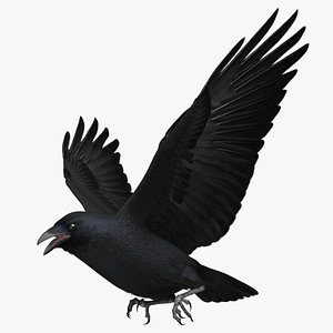Corvus Cryptoleucus "Chihuahuan Raven"