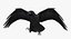 Corvus Cryptoleucus "Chihuahuan Raven"