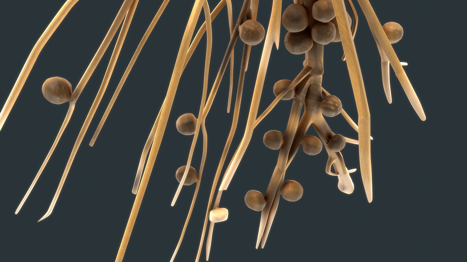 3D Root Nodules Model - TurboSquid 1791657