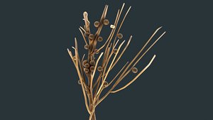 3D Root nodules model