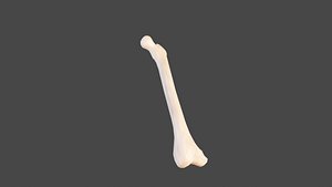 3D Bone for games
