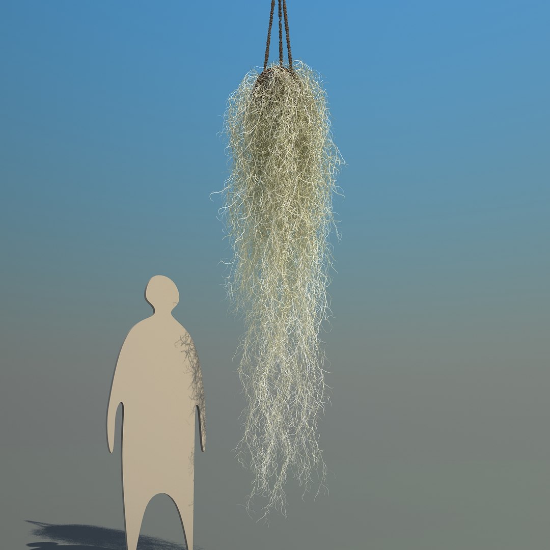 obj spanish moss https://p.turbosquid.com/ts-thumb/hU/oJkr13/8YGCUffn/spanishmoss_08/jpg/1473126806/1920x1080/fit_q87/2b2a1225065ed4781cee284cf91b39690cd6a69a/spanishmoss_08.jpg