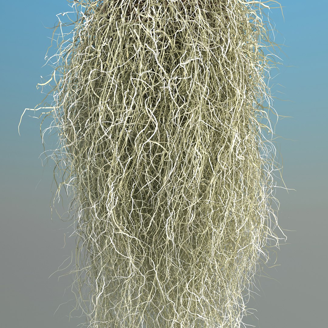 obj spanish moss https://p.turbosquid.com/ts-thumb/hU/oJkr13/9C5PD4OS/spanishmoss_011/jpg/1473126806/1920x1080/fit_q87/157bca93a4253a2e1d2fbf12effaab2636717910/spanishmoss_011.jpg