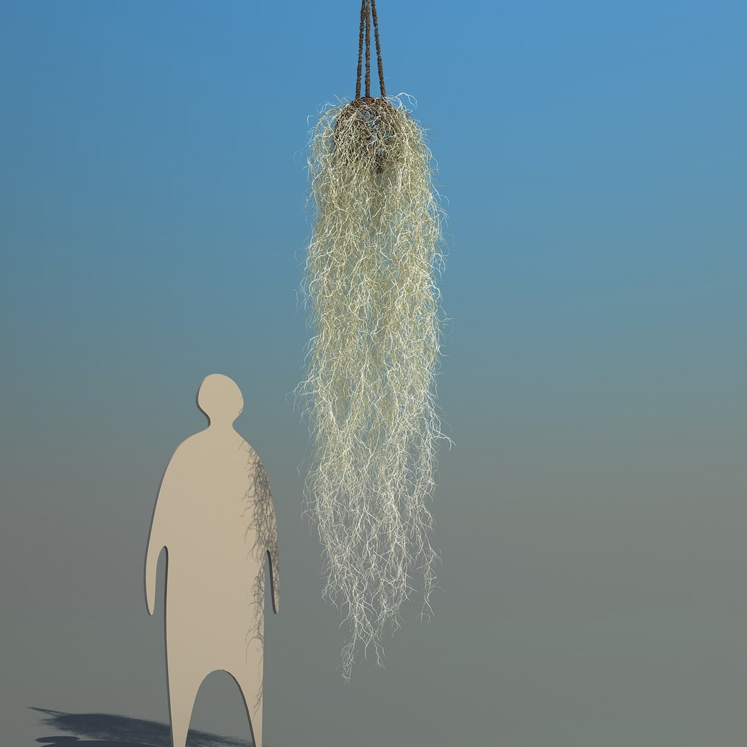 obj spanish moss https://p.turbosquid.com/ts-thumb/hU/oJkr13/EuvavM4e/spanishmoss_02/jpg/1473126806/1920x1080/fit_q87/232776ee2f3d76ff5d81980b50b46674e348c7ce/spanishmoss_02.jpg