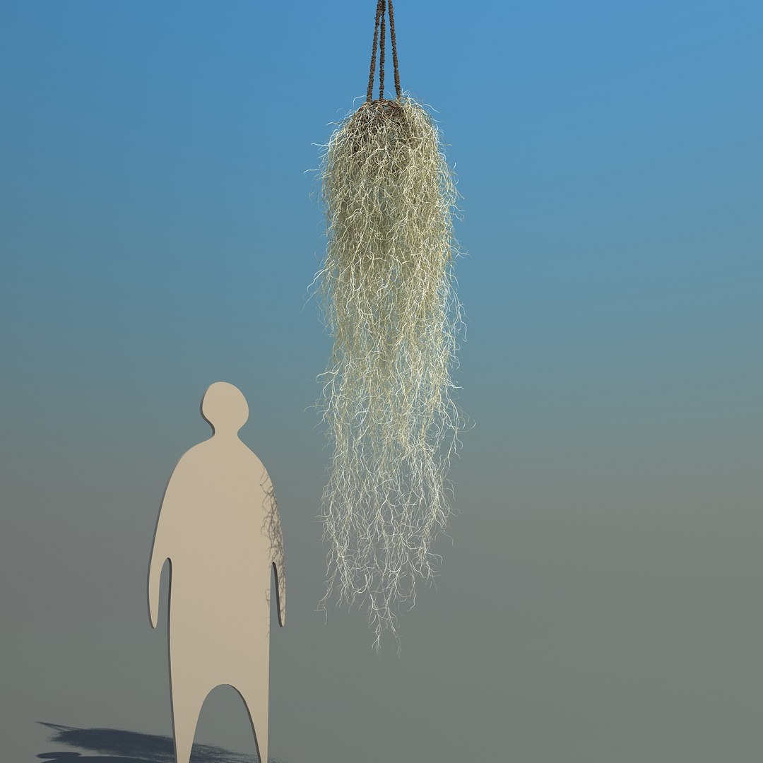 obj spanish moss https://p.turbosquid.com/ts-thumb/hU/oJkr13/LWvnSt74/spanishmoss_05/jpg/1473126806/1920x1080/fit_q87/2a79d85af65400aca7b7c40aa62996138ef4ae5c/spanishmoss_05.jpg