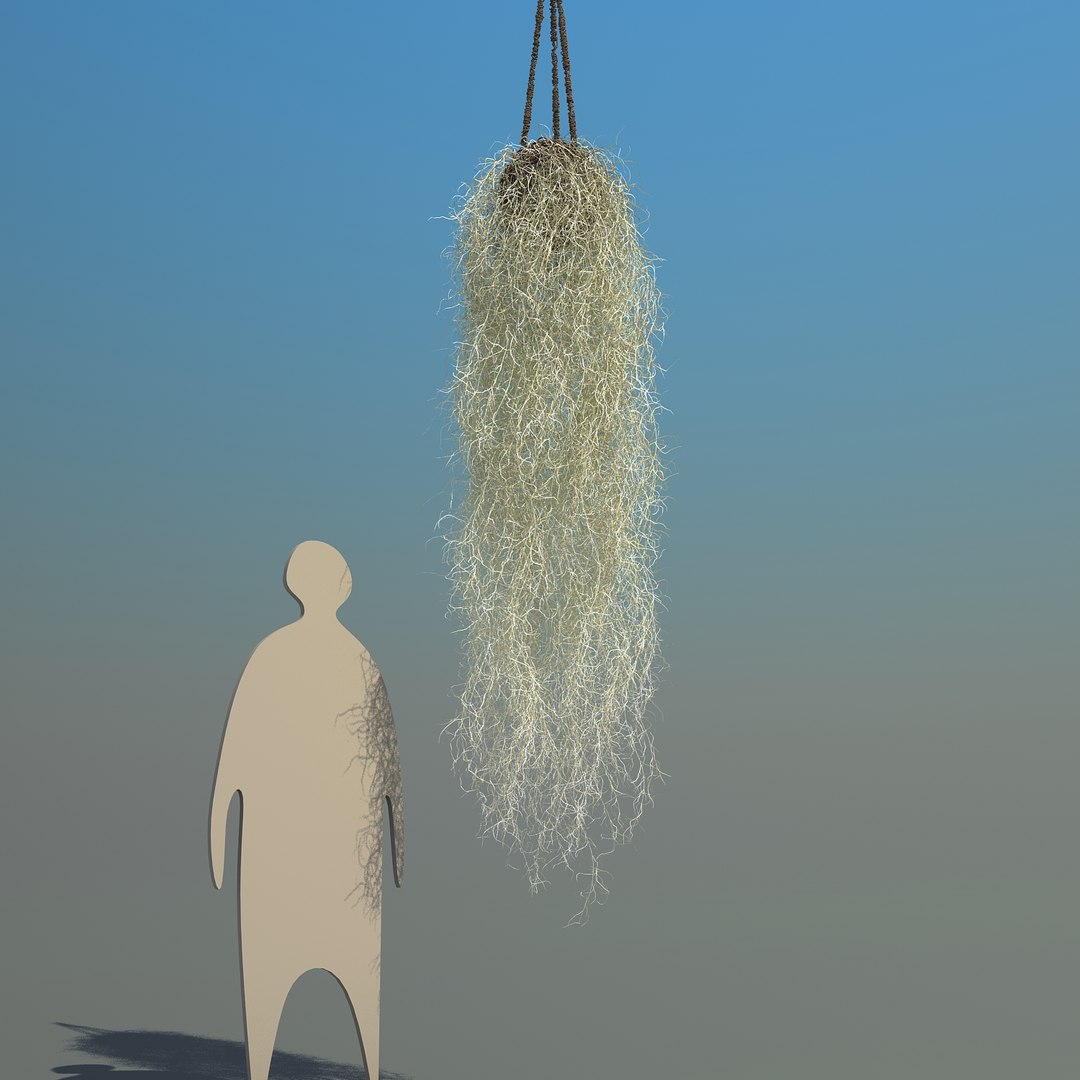 obj spanish moss https://p.turbosquid.com/ts-thumb/hU/oJkr13/NI0LGmtl/spanishmoss_01/jpg/1473126806/1920x1080/fit_q87/098924b50878ef7238725f20ca6a29f3ef374905/spanishmoss_01.jpg