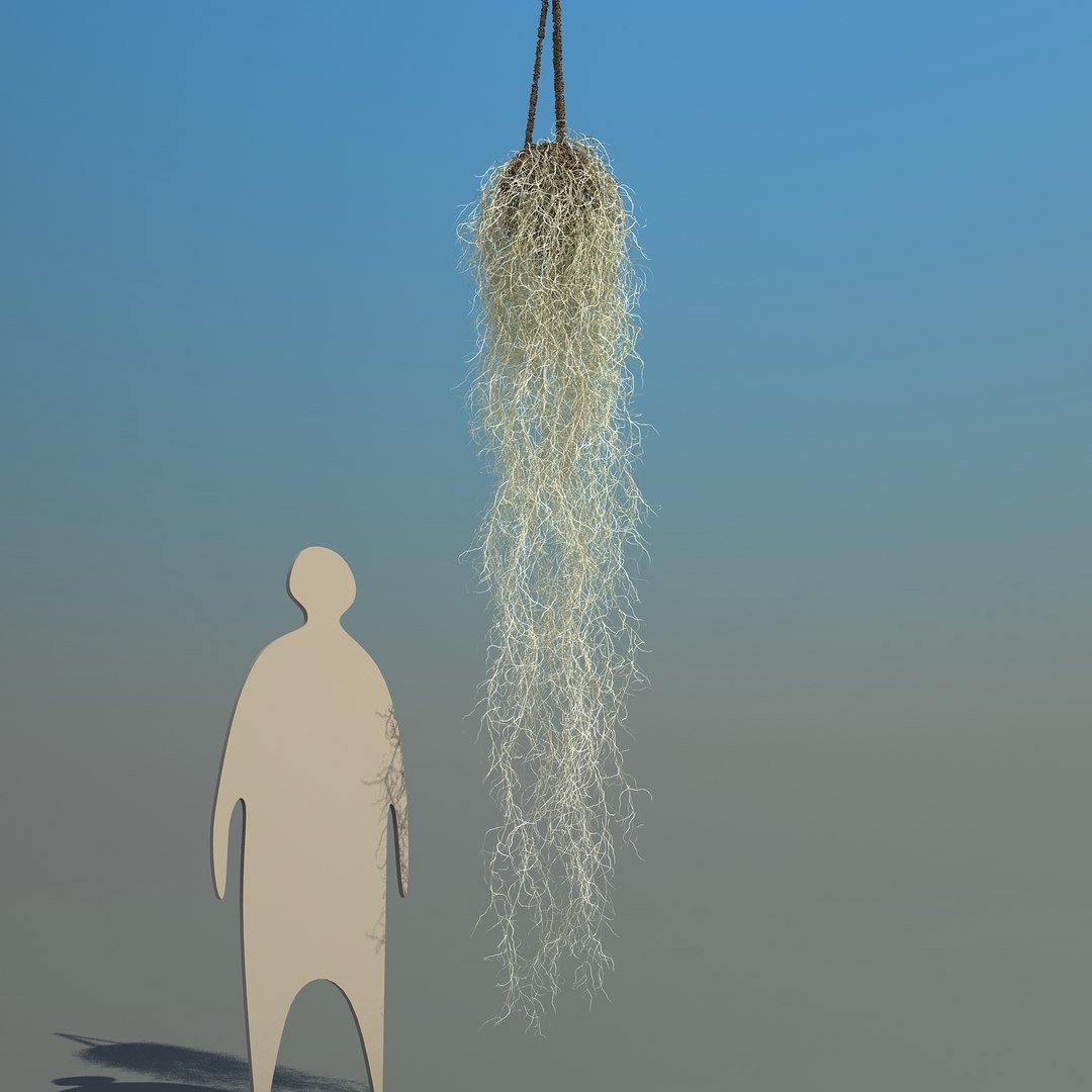 obj spanish moss https://p.turbosquid.com/ts-thumb/hU/oJkr13/Q9zSrdNo/spanishmoss_06/jpg/1473126806/1920x1080/fit_q87/de4aa96575d6d88035d35ec6deca16827109c124/spanishmoss_06.jpg