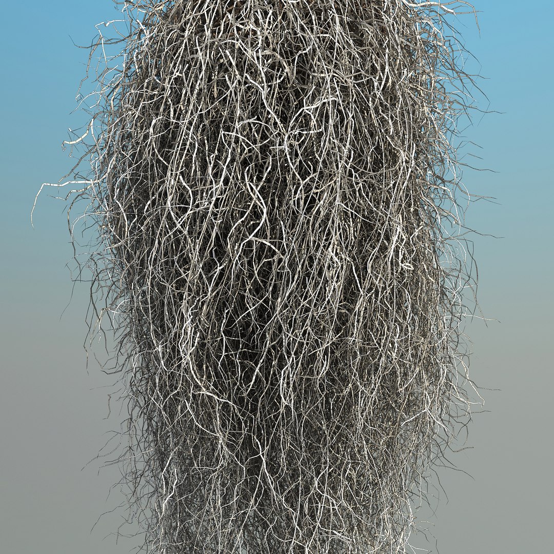 obj spanish moss https://p.turbosquid.com/ts-thumb/hU/oJkr13/acpyTGq4/spanishmoss_012/jpg/1473126806/1920x1080/fit_q87/2a751469aa6f1f1db602af07756b5c848e017f66/spanishmoss_012.jpg