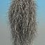 spanish moss 4