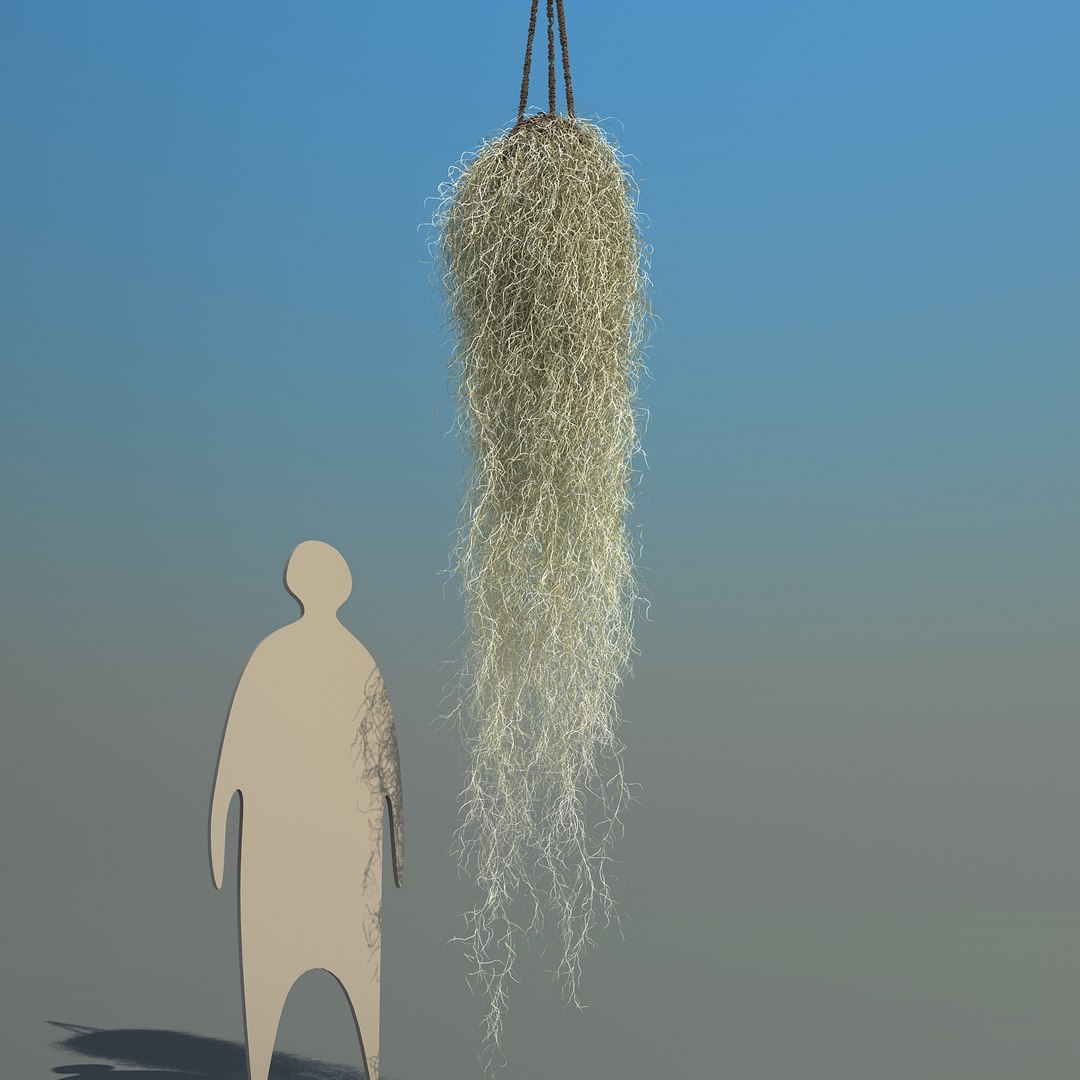 obj spanish moss https://p.turbosquid.com/ts-thumb/hU/oJkr13/dIMuzwTJ/spanishmoss_09/jpg/1473126806/1920x1080/fit_q87/f1331b7ab50c2e836f1f94f90ced4e47608dece8/spanishmoss_09.jpg