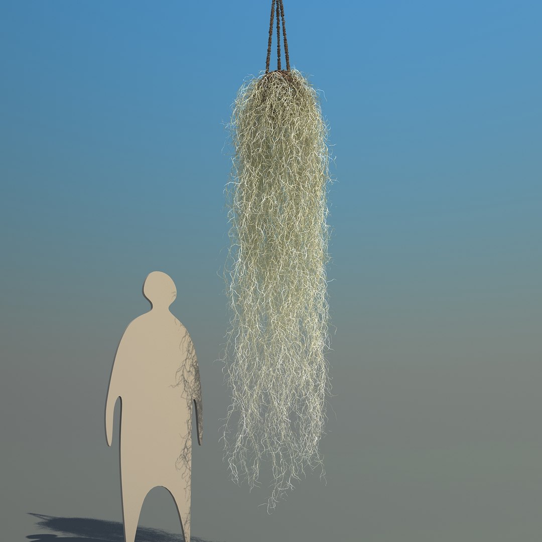 obj spanish moss https://p.turbosquid.com/ts-thumb/hU/oJkr13/dayKEzTF/spanishmoss_03/jpg/1473126806/1920x1080/fit_q87/07b5614eb22d9c922f6ac4d44d7ad273723ff0c6/spanishmoss_03.jpg
