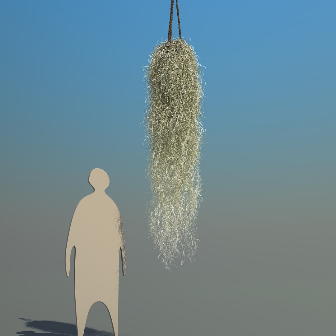obj spanish moss https://p.turbosquid.com/ts-thumb/hU/oJkr13/lPmzfzNY/spanishmoss_07/jpg/1473126806/1920x1080/fit_q87/8e6494ac61132b4a178dbcde6f46c5dc67ba9865/spanishmoss_07.jpg
