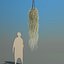 spanish moss 4