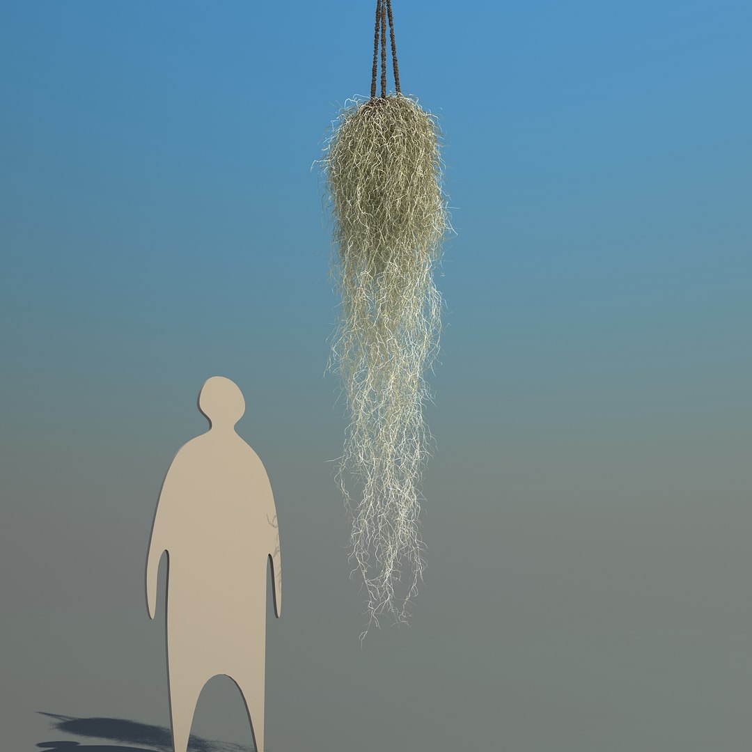 obj spanish moss https://p.turbosquid.com/ts-thumb/hU/oJkr13/nVdt6ZW8/spanishmoss_010/jpg/1473126806/1920x1080/fit_q87/460b4984d82daa9ec12ea154cd68c19c16679dd3/spanishmoss_010.jpg