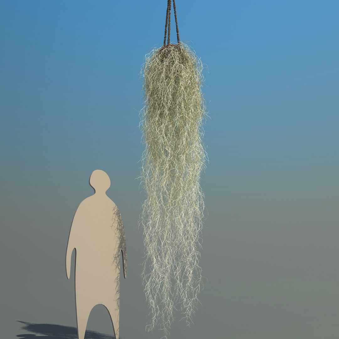 obj spanish moss https://p.turbosquid.com/ts-thumb/hU/oJkr13/pYcZrULJ/spanishmoss_04/jpg/1473126806/1920x1080/fit_q87/ceab938ebba3c8046015100783e495acce730ef4/spanishmoss_04.jpg