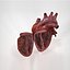 Human Heart Anatomy