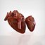 Human Heart Anatomy
