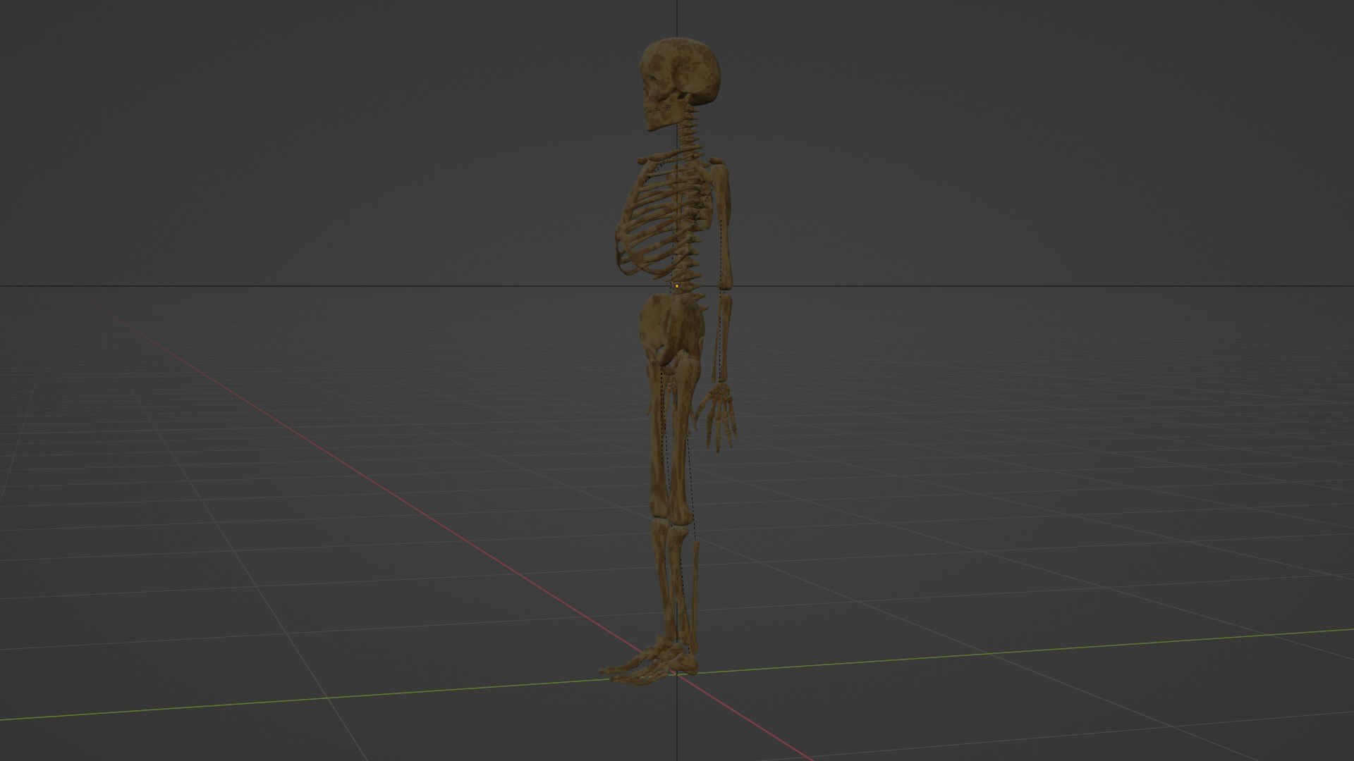 Skeleton Model - TurboSquid 2044665